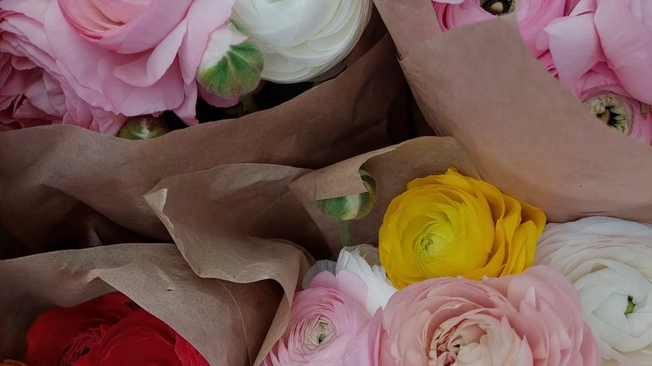 啦啦啦中文版资源查找与使用指南